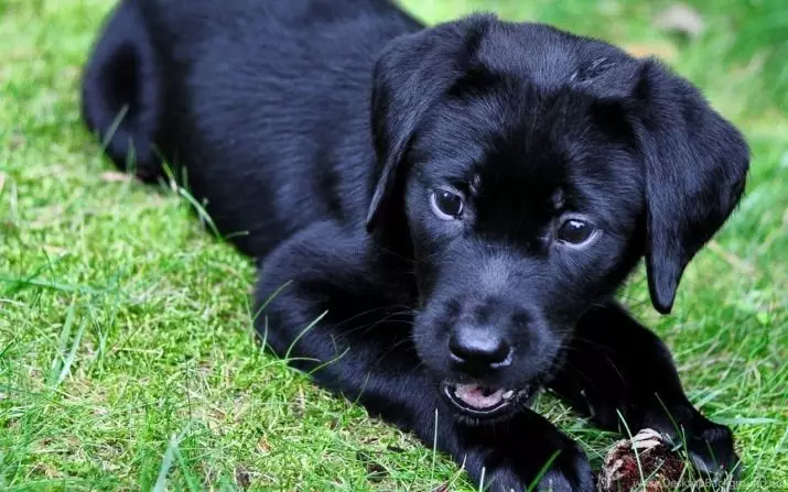 Black German Shepherd (41 รูป): คำอธิบายของสายพันธุ์สีเข้ม, ดูแลลูกสุนัขสีดำตอนอายุ 2 เดือนลักษณะสุนัข 22978_17