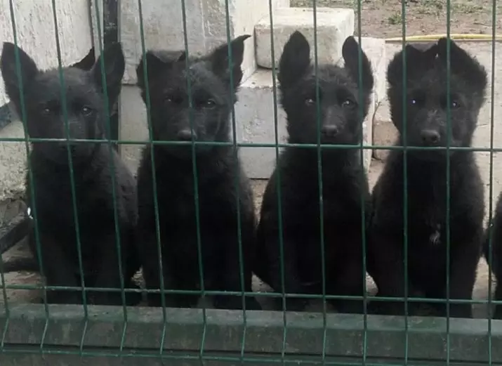 Juodosios vokiečių aviganis (41 nuotraukos): tamsios spalvos veislės aprašymas, juodųjų šuniukų priežiūra 2 mėnesių amžiaus šunų charakteristikoms 22978_18