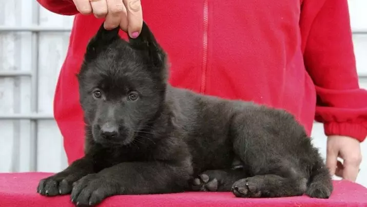 블랙 독일 셰퍼드 (41 장의 사진) : 어두운 색상 품종에 대한 설명, 2 개월 연령에 검은 강아지를 돌보는, 개 특성 22978_24