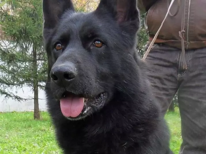 ब्लैक जर्मन शेफर्ड (41 फोटो): डार्क कलर नस्ल का विवरण, 2 महीने की उम्र में काले पिल्लों की देखभाल, कुत्ते की विशेषताएं 22978_25