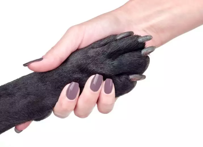 Black German Shepherd (41 รูป): คำอธิบายของสายพันธุ์สีเข้ม, ดูแลลูกสุนัขสีดำตอนอายุ 2 เดือนลักษณะสุนัข 22978_26