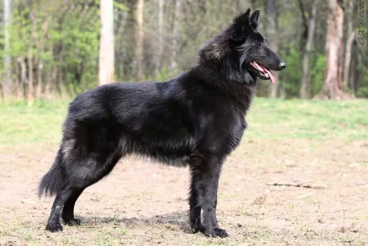 Black Däitsch Shepherd (41 Fotoen): Beschreiwung vun der donkeler Faarffaarf, këmmert sech fir schwaarz Welpen am Alter vun 2 Méint, Hond Charakteristiken 22978_3