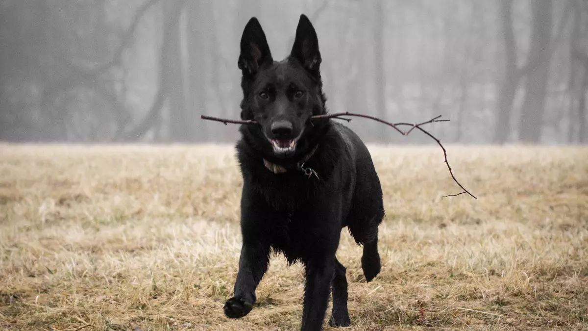 Shepherd Black German (41 wêne): Danasîna rengê rengîn a tarî, lênihêrîna kûçikên reş di temenê 2 mehan de, taybetmendiyên kûçik 22978_37