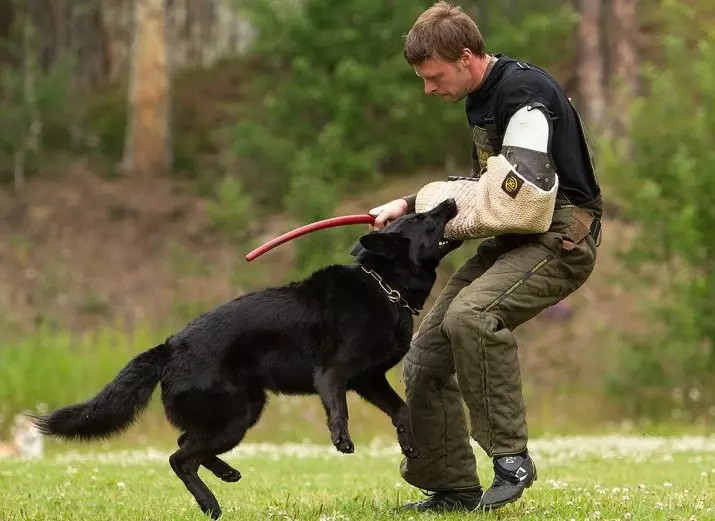 Black German Shepherd (41 de fotografii): Descrierea rasei de culoare închisă, îngrijirea pentru puii negri la vârsta de 2 luni, caracteristicile câinilor 22978_39