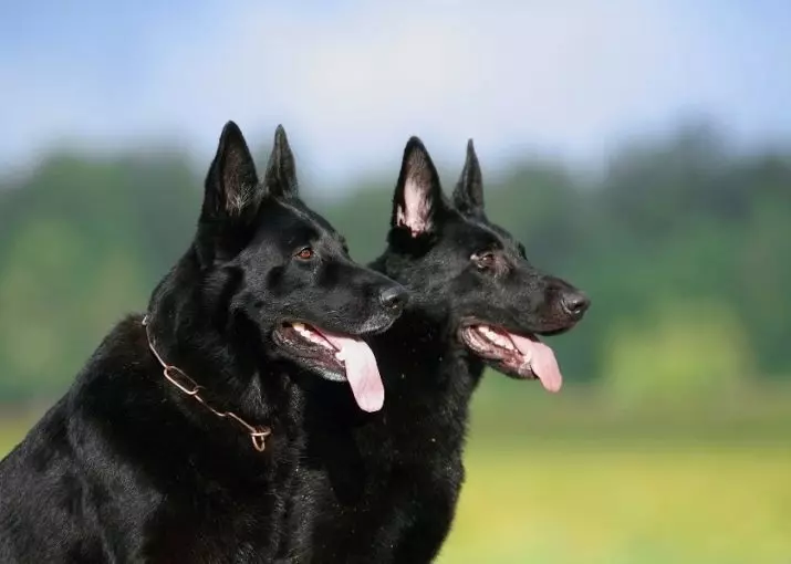 Black German Shepherd (41 foto's): beschrijving van het donkere kleurras, zorg voor zwarte puppy's op de leeftijd van 2 maanden, hondenkarakteristieken 22978_4