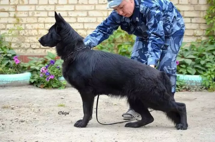 黑德国牧羊犬（41张）：深色品种的描述，照顾黑色小狗2个月，狗特征 22978_40