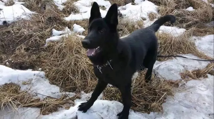 Black German Shepherd (41 Fotoğraf): Koyu renk cinsinin açıklaması, 2 aylıkken siyah kuklalar için bakım, köpek özellikleri 22978_41