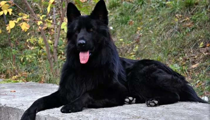 Black allemand Shepherd (41 photos): Description de la race de couleur sombre, soin des chiots noirs à l'âge de 2 mois, caractéristiques du chien 22978_5