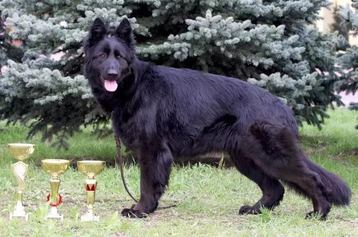 بلیک جرمن شیفڈ (41 فوٹو): سیاہ رنگ کی نسل کا بیان، 2 ماہ کی عمر میں سیاہ کتے کی دیکھ بھال، کتے کی خصوصیات 22978_6