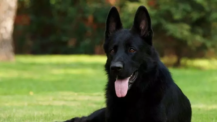 Shepherd Black German (41 wêne): Danasîna rengê rengîn a tarî, lênihêrîna kûçikên reş di temenê 2 mehan de, taybetmendiyên kûçik 22978_7