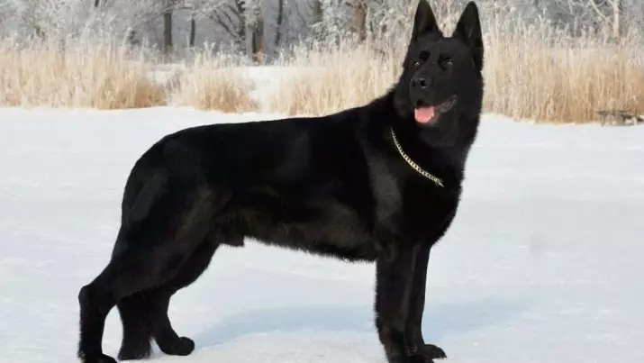 ブラックドイツの羊飼い（41写真）：2ヶ月の時代の黒い子犬のためのケア、犬の特徴 22978_8