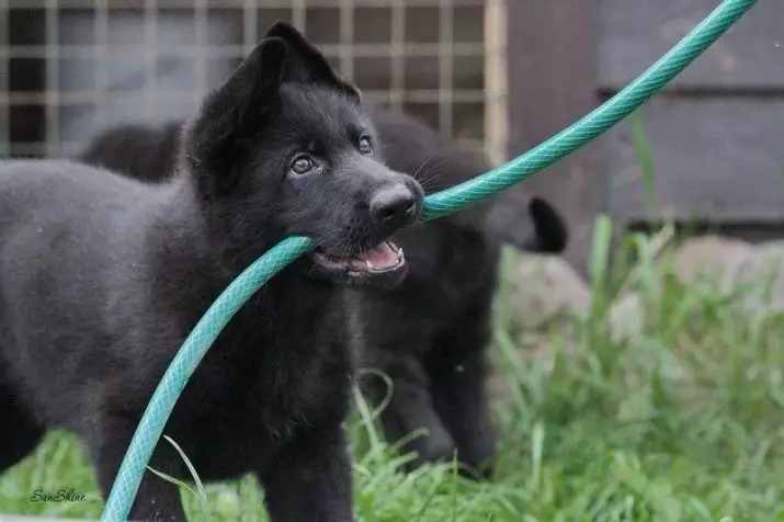 Black German Shepherd (41 foto): Descrizione della razza di colore scuro, cura dei cuccioli neri all'età di 2 mesi, caratteristiche del cane 22978_9