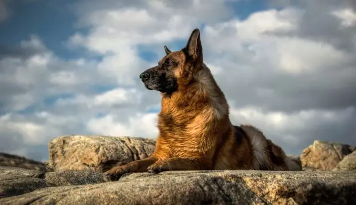 How many shepherds live? The duration of their life at home. How old is the dogs of this breed can live on the street? 22979_2