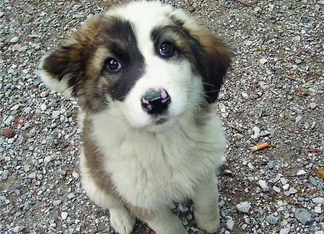 Ngajajah Yunani (13 poto): Katerangan Breed. Fitur eusi sareng beternak anjing 22981_12