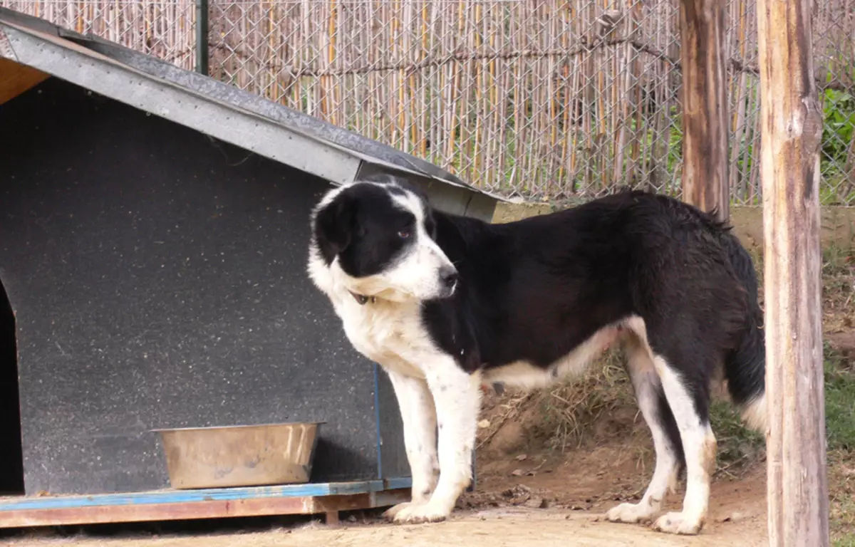 Gembala Greek (13 gambar): Penerangan baka. Ciri-ciri kandungan dan pembiakan anjing 22981_13