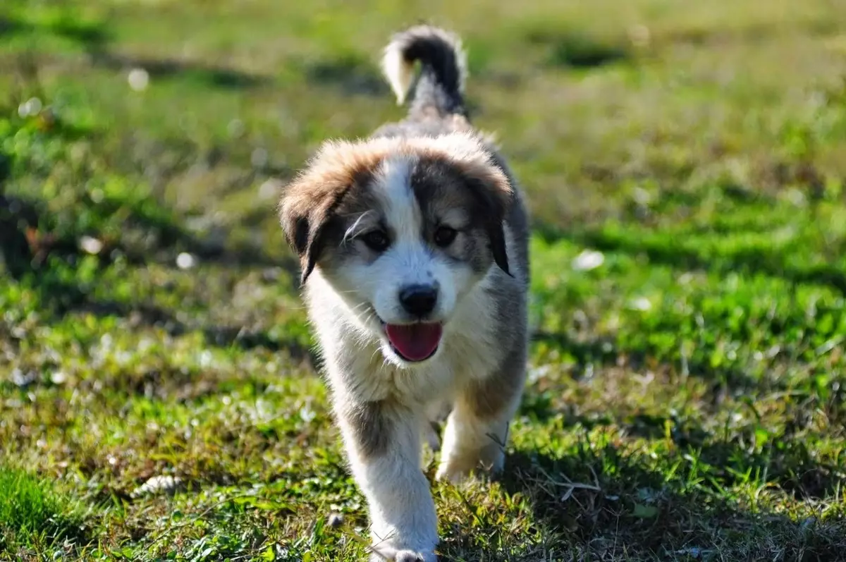 Yunan çoban (13 fotoğraf): cins açıklaması. Köpeklerin içeriğinin ve ıslahının özellikleri 22981_3