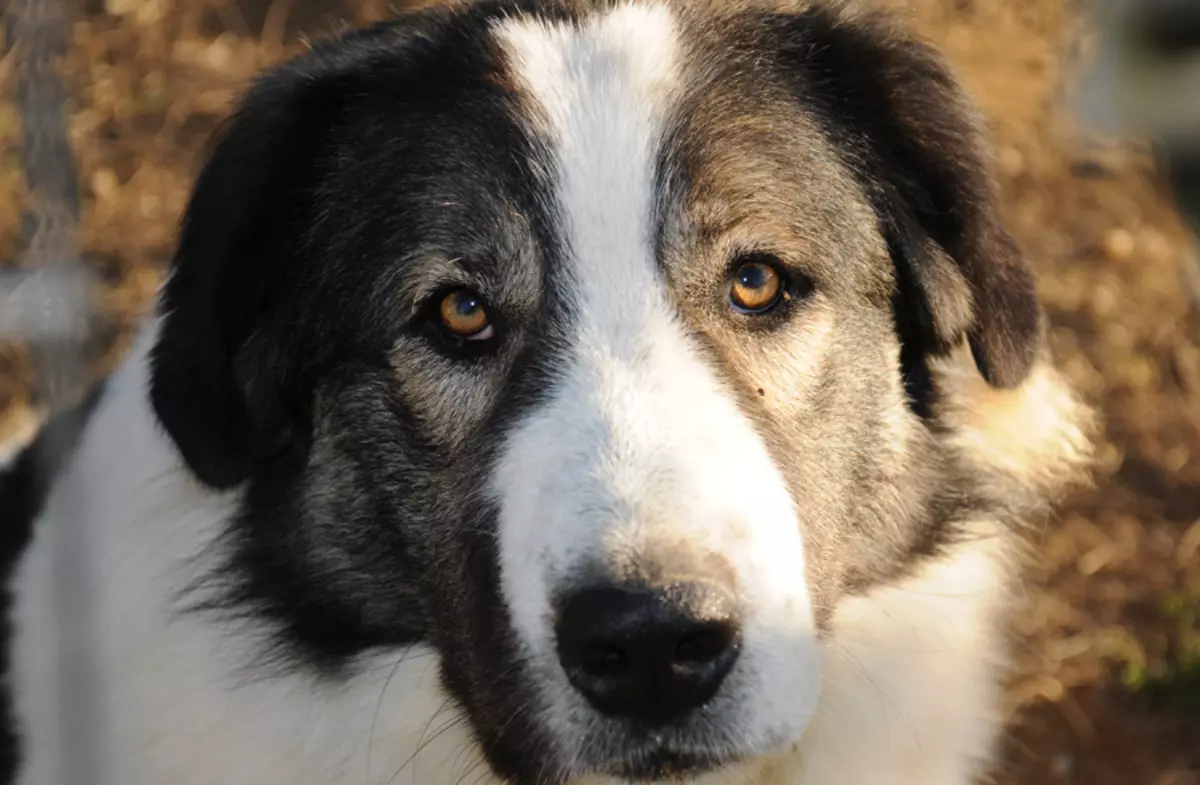 Shepherd greco (13 foto): Descrizione della razza. Caratteristiche del contenuto e allevamento di cani 22981_4