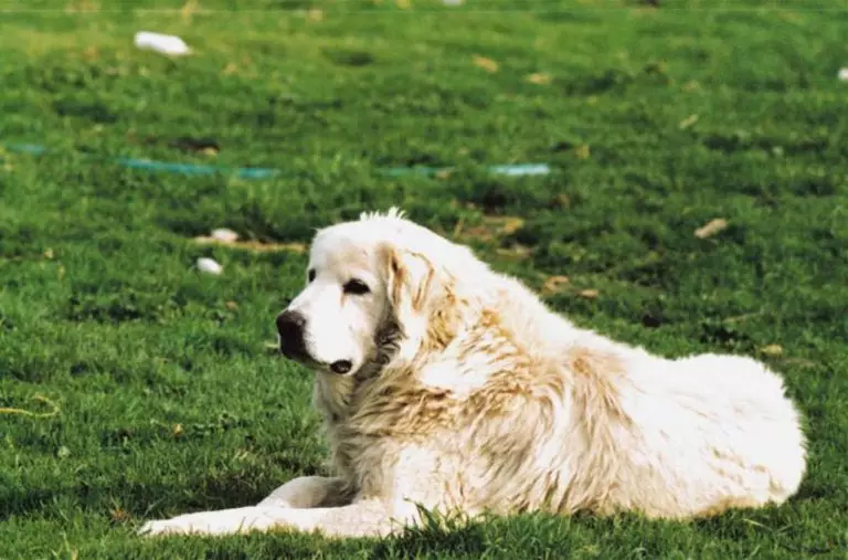 Gembala Greek (13 gambar): Penerangan baka. Ciri-ciri kandungan dan pembiakan anjing 22981_5