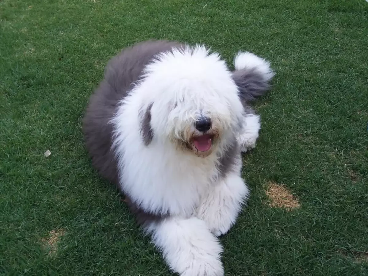 Bobtail Dog (48 fotoğraf): Staroangalian Shepherd'un açıklaması, Bobtail'in cinsinin yavrularının doğası. Kaç yıl yaşıyorlar? 22982_17