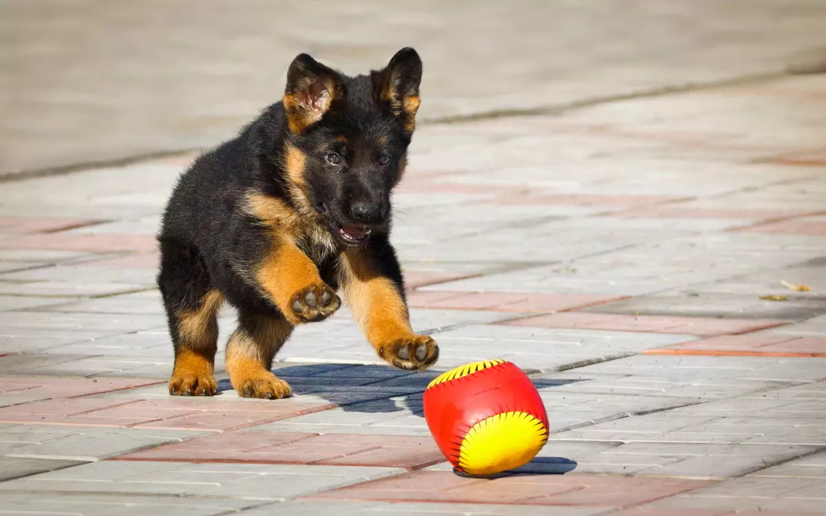 Skaaphonde (27 foto's): gewig tafel en hondjie groei per maand. Hoeveel volwasse hond weeg? Haar hoogte in die skof 22983_10