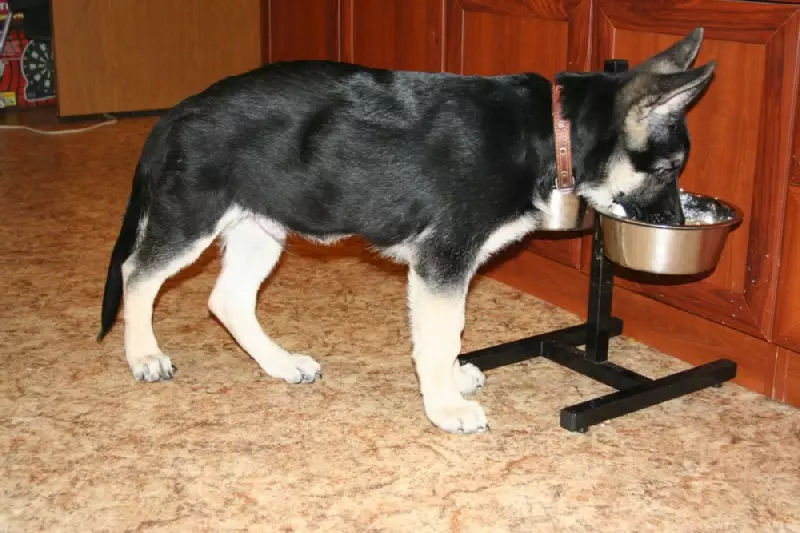 Sheepdogs (27 grianghraf): tábla meáchain agus fás puppy de réir na míosa. Cé mhéad a mheáchan madra fásta? A airde sna withers 22983_11