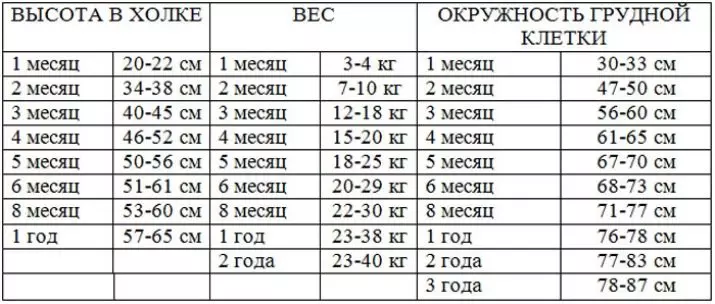 Artzainak (27 argazki): pisu mahaia eta txakurkumeen hazkundea hilabetearen arabera. Zenbat heldu heldu da? Bere altuera harekin 22983_12