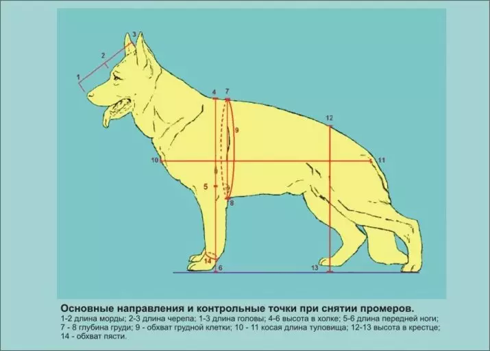 Yajdogs (27 daim duab): Lub rooj hnyav thiab cov menyuam dev los ntawm lub hli. Tus dev nyhav ntau npaum li cas? Nws qhov siab hauv cov withers 22983_13