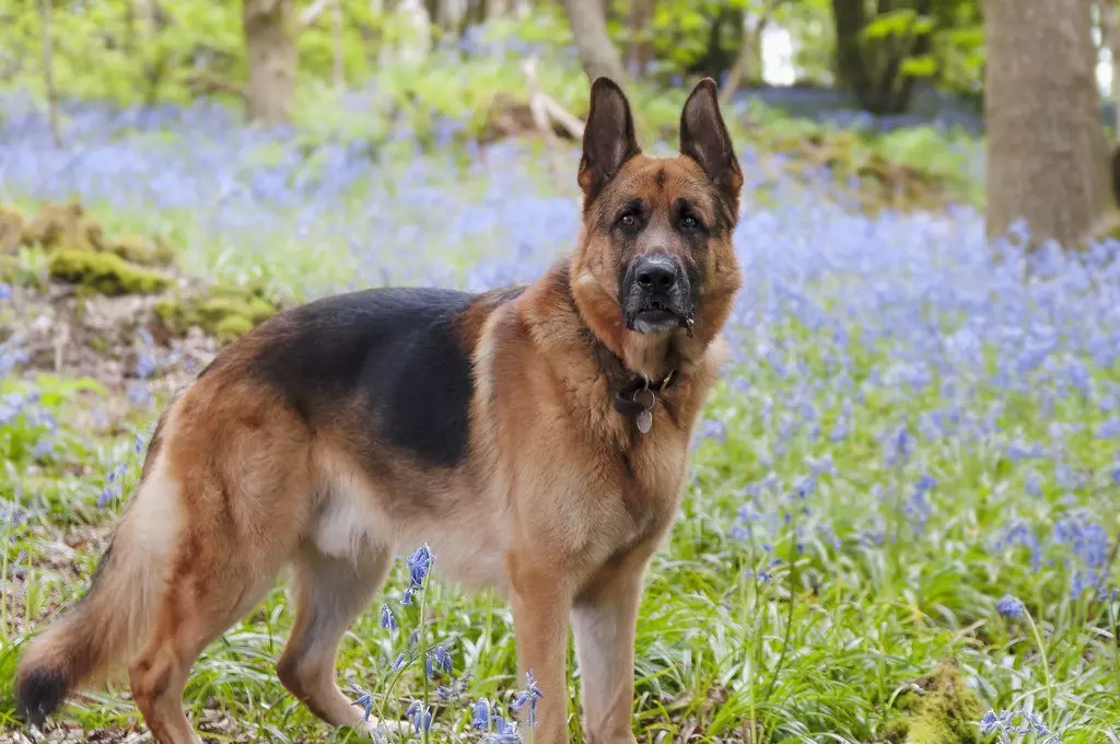 Sheepdogs (27 billeder): Vægtbord og hvalpevækst efter måned. Hvor meget voksen hund vejer? Hendes højde i skibet 22983_15