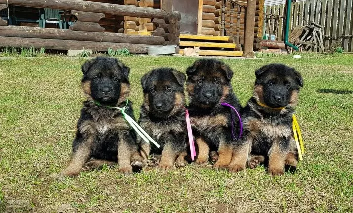 Sheepdogs (27 mga larawan): Timbang table at puppy paglago sa pamamagitan ng buwan. Gaano karaming mga adult dog weighs? Ang kanyang taas sa withers. 22983_20