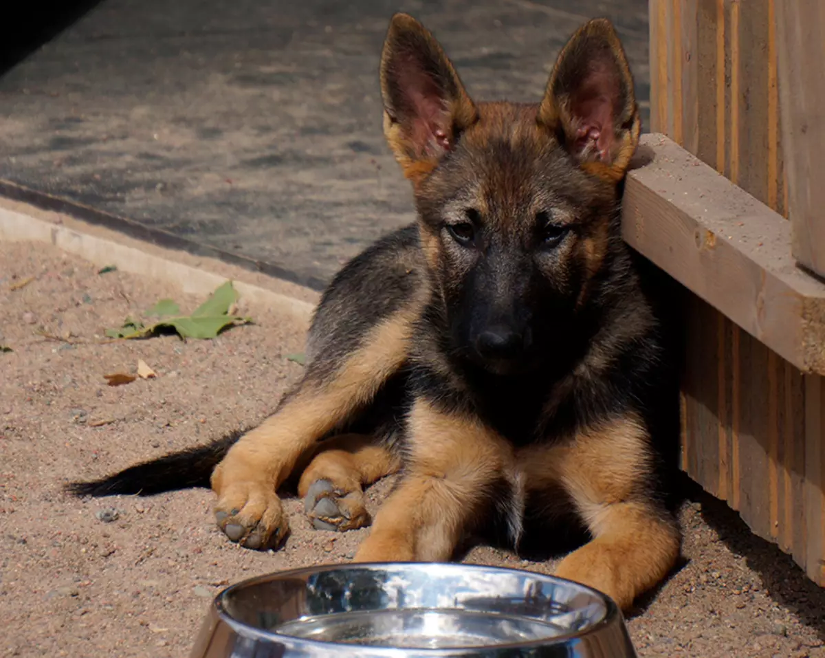 Skaaphonde (27 foto's): gewig tafel en hondjie groei per maand. Hoeveel volwasse hond weeg? Haar hoogte in die skof 22983_8