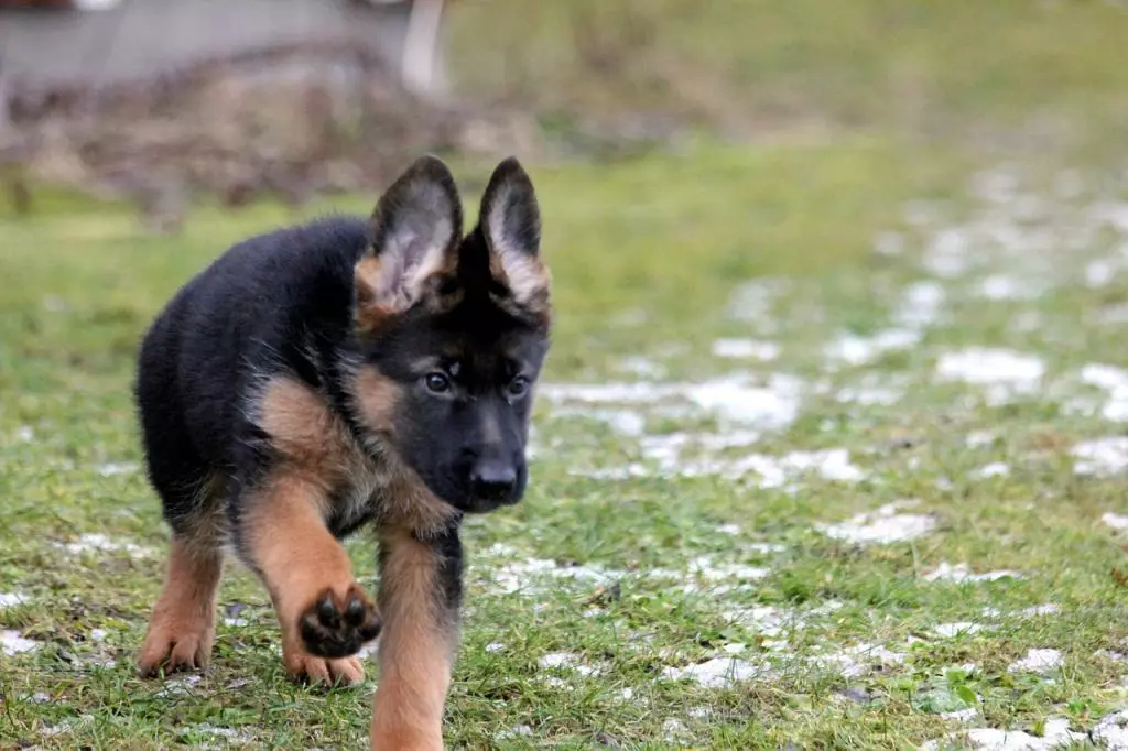 Sheepdogs (27 bilder): Viktbord och valp tillväxt per månad. Hur mycket vuxen hund väger? Hennes höjd i medverkarna 22983_9