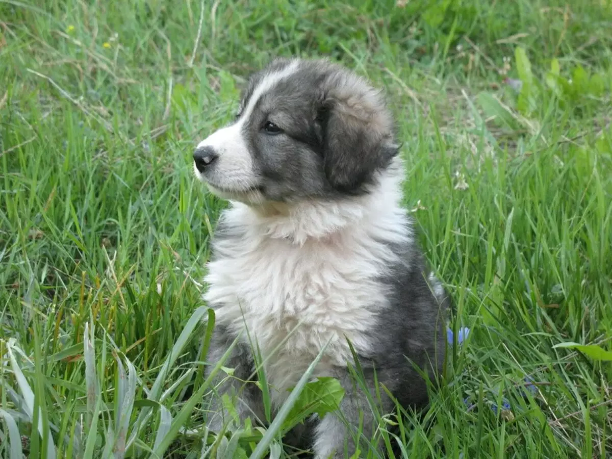 Румынская Карпатская овчарка щенок