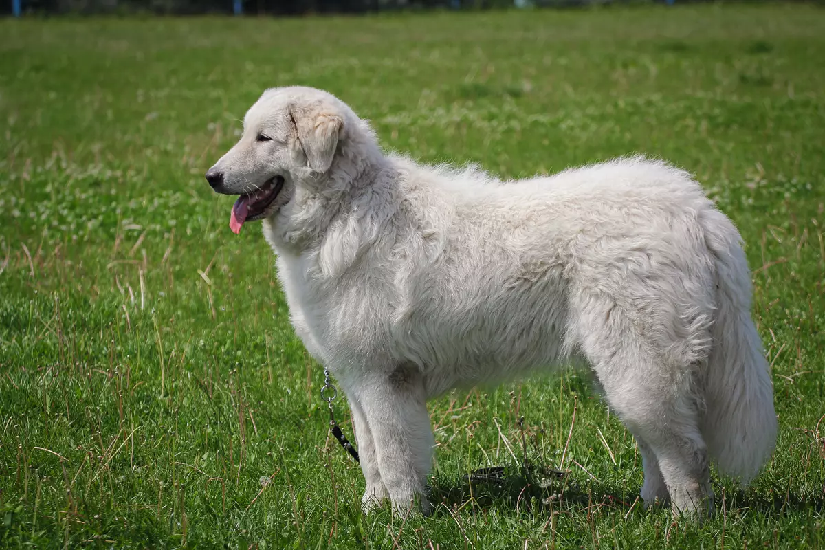 Maremmo-Abruzza Shepherd（41張）：意大利狗的描述，小狗特徵，區分Pyrenean Rock，業主的評論 22988_17