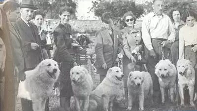 Maremmo-Abruzza Shepherd (41 photos): Description de la race italienne de chiens, des chiots Caractéristiques, Distinguant de la roche pyrénéenne, des critiques des propriétaires 22988_2
