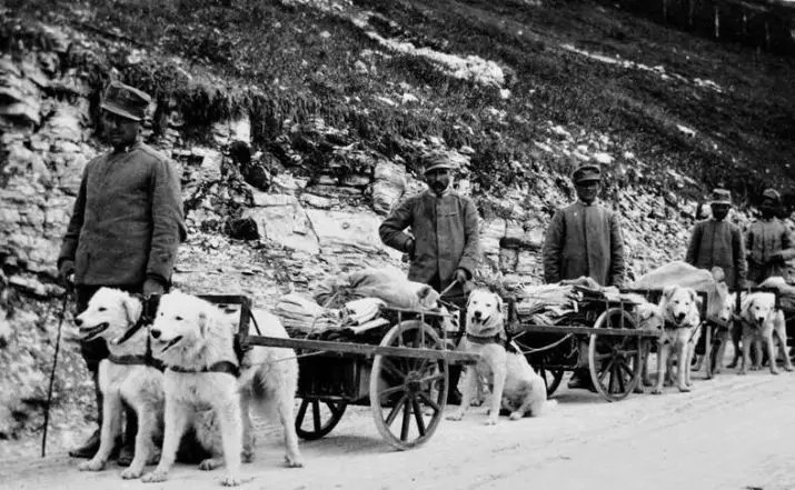 Maremmo-Abruzza Shepherd (41 photos): Description de la race italienne de chiens, des chiots Caractéristiques, Distinguant de la roche pyrénéenne, des critiques des propriétaires 22988_4