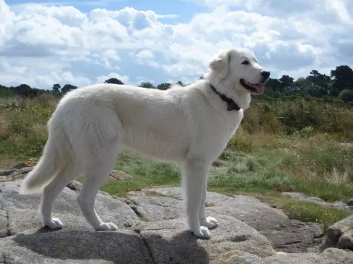 Maremmo-Abruzza Shepherd（41張）：意大利狗的描述，小狗特徵，區分Pyrenean Rock，業主的評論 22988_5