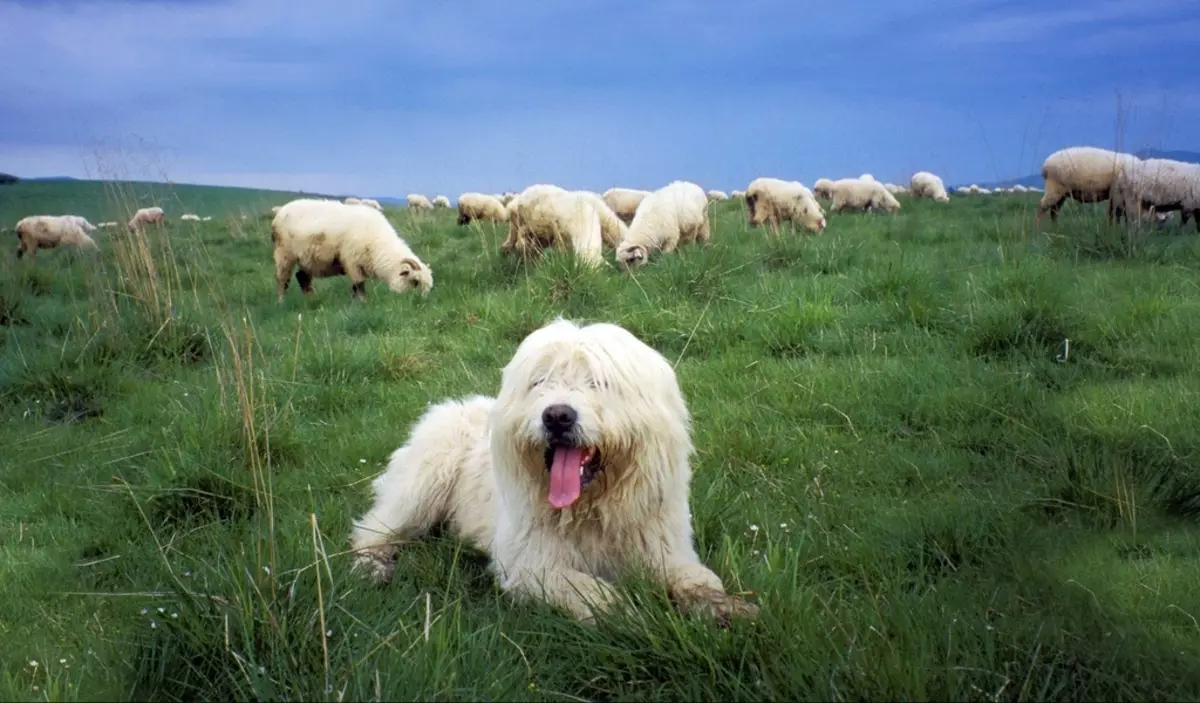 Poljski pastirji (35 fotografij): Opis kamnin Podbalyanskaya in nizkofrekvi pastirji, bele in druge barve, vzdevki za dekleta 22994_22