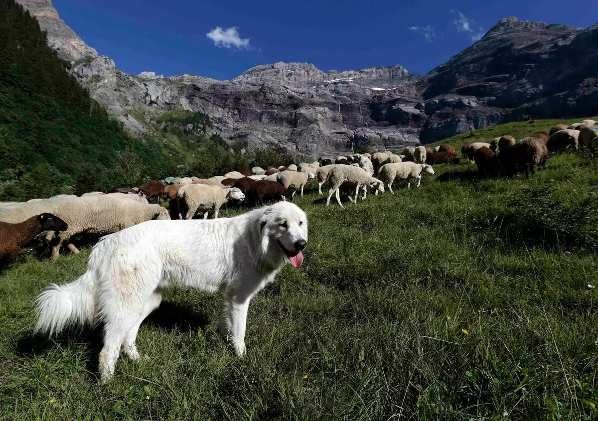Lengyel pásztorok (35 fotók): A sziklák leírása Podgalyanskaya és Lowraight pásztorok, fehér és egyéb színek, a lányok becenevei 22994_23