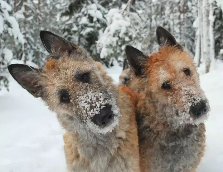 LOCKENUA (31 foto's): Beskriuwing fan 'e Belgyske hoederpuppies, ras te bupen fan hûnen 22996_11