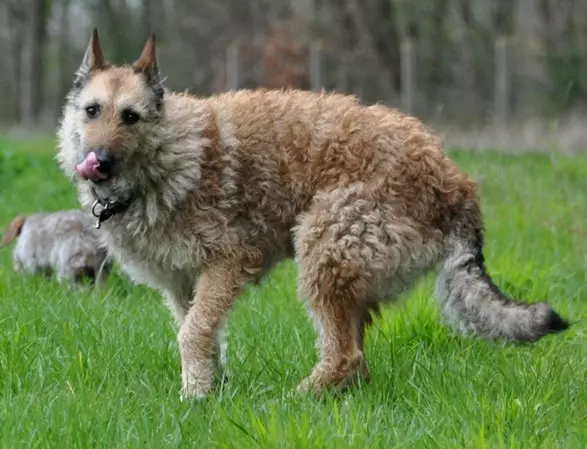 LOCKENUA (31 foto's): Beskriuwing fan 'e Belgyske hoederpuppies, ras te bupen fan hûnen 22996_23