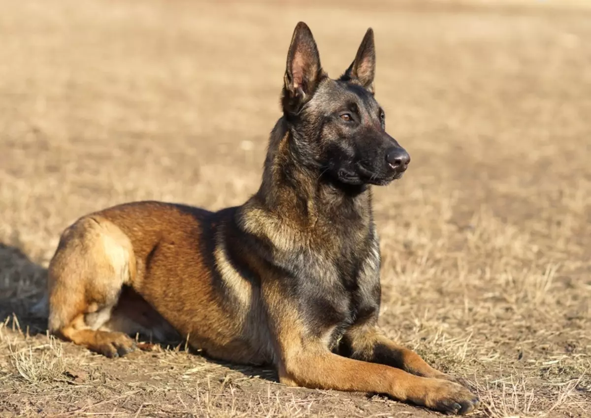 LOCKENUA (31 foto's): Beskriuwing fan 'e Belgyske hoederpuppies, ras te bupen fan hûnen 22996_5