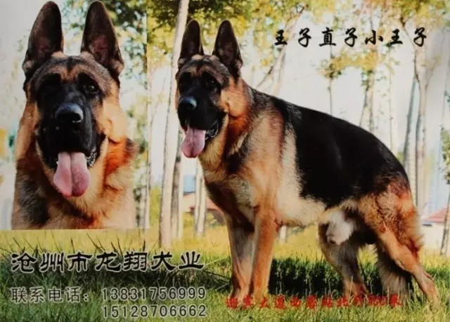 Kinesiska Shepherd (18 bilder): Funktioner för avel av röda herdar. Hur ser de ut? 22997_17
