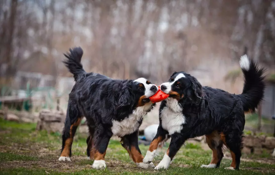 Berger alpin (16 photos): Description de la race des chiens, le contenu des chiots 22998_10