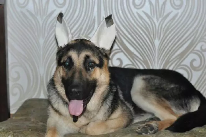 Cando as orellas aparecen no pastor alemán? 14 fotos a que idade tes que poñer os cachorros de orellas? Como facelo en casa? 23001_13