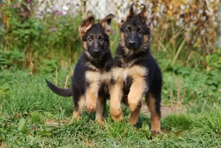 Cando as orellas aparecen no pastor alemán? 14 fotos a que idade tes que poñer os cachorros de orellas? Como facelo en casa? 23001_2