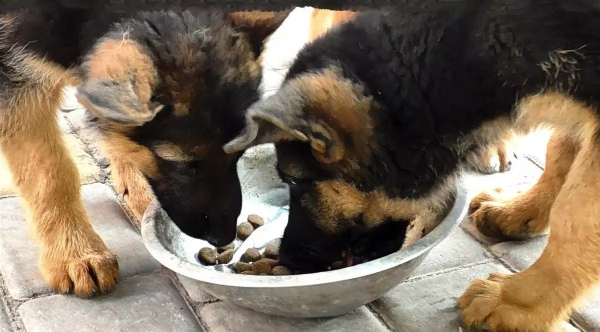 Cando as orellas aparecen no pastor alemán? 14 fotos a que idade tes que poñer os cachorros de orellas? Como facelo en casa? 23001_7