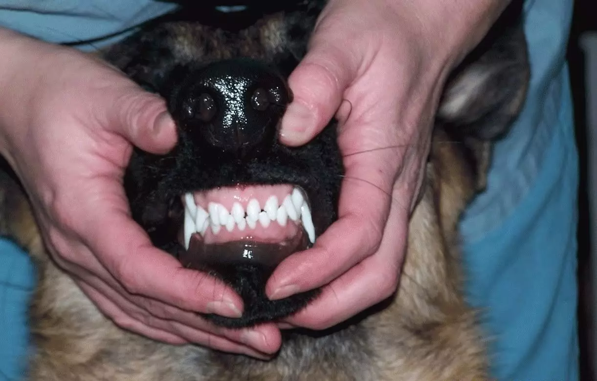 молочные зубы фото челюсти