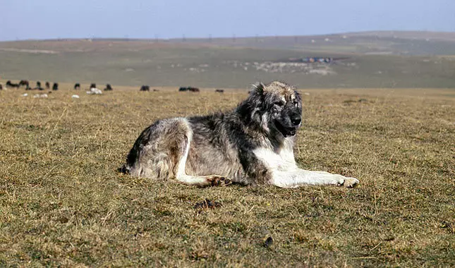 Kavkazijski ovčar (77 fotografija): Karakteristike štenaca 