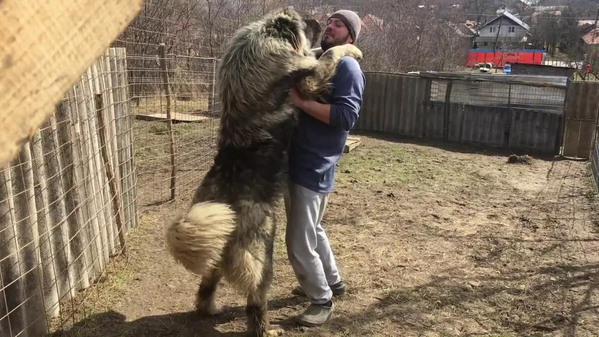 Shepherd Kaukasia (77 foto): Karakteristik anak anjing 