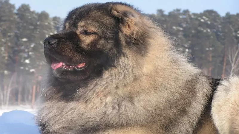 Shepherd Kaukasia (77 foto): Karakteristik anak anjing 